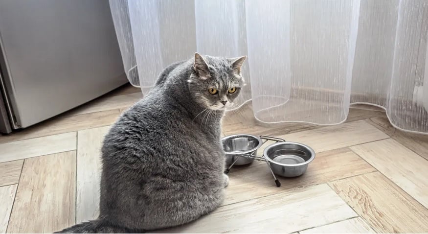 Kediler kaç saat aç kalabilir sorusunu temsil eden boş mama kabı yanında bekleyen kedi