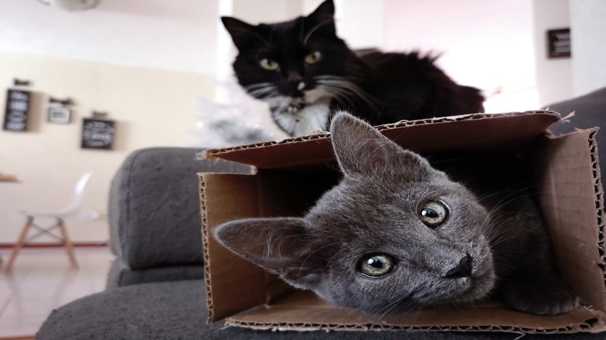 kedi ve kutular
