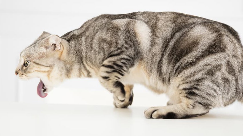 Фото видов кошек рвотных. Кошка срыгивает еду