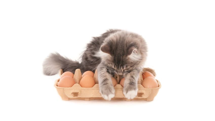 Kedi Yumurta Yer Mi