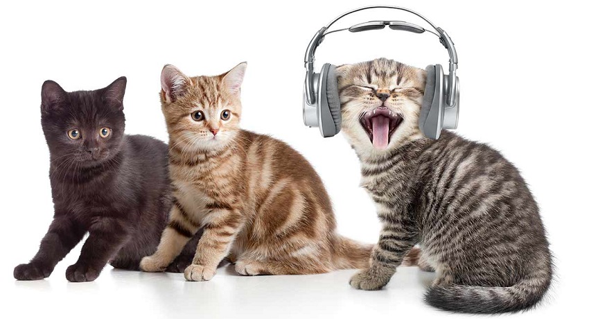 kediler ve müzik