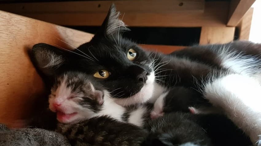 Kedilerde Doğum Süreci ve Kedi Yavruların Beslenmesi | PetBurada.com