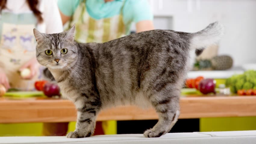 Kedilere Evde Hazırlayabileceğiniz Yemek Tarifleri