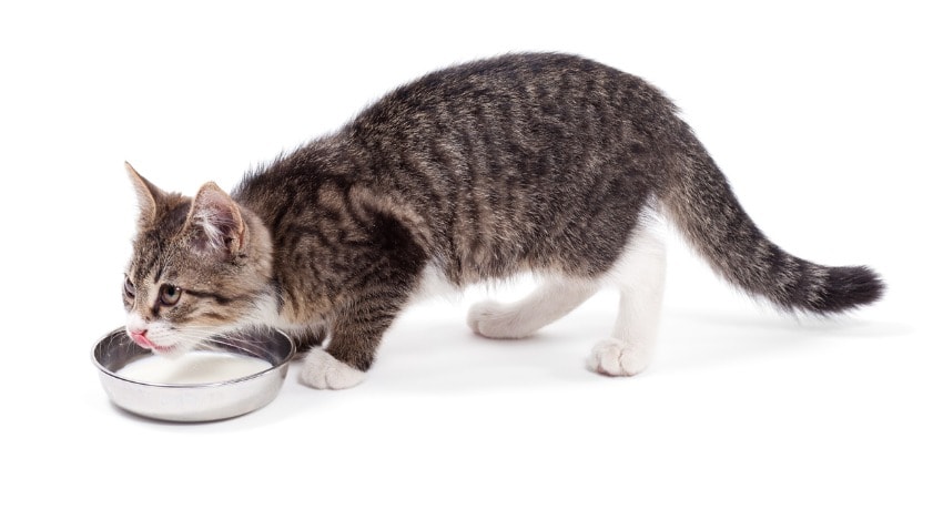 Kedilere Süt Verilir Mi? | PetBurada