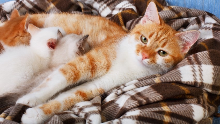 Kedilerin Hamilelik Süresi | PetBurada