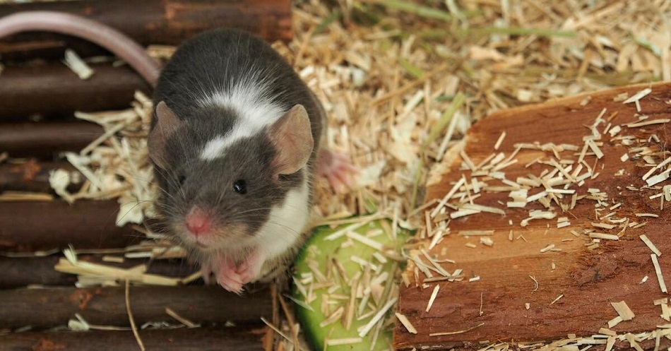 Tavşan Ve Hamsterlar Hakkında