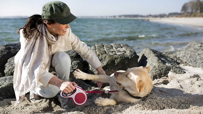 Köpeğinizle Yürüyüşlerin Faydaları
