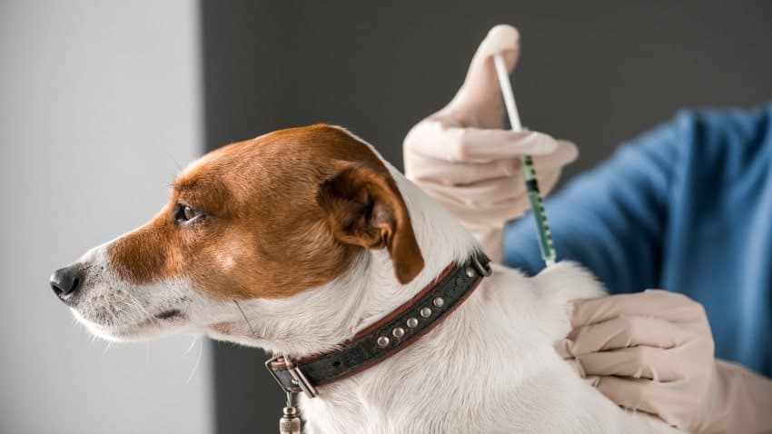 köpek aşıları