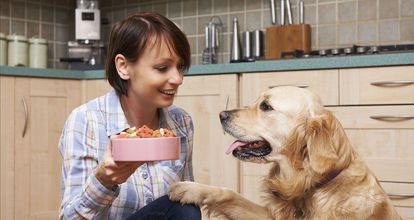Köpeklerde Beslenme Hakkında | PetBurada.com