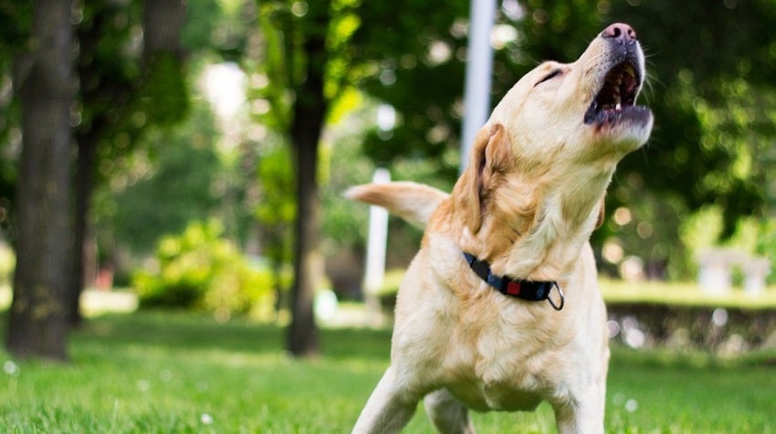 Köpek Davranışları