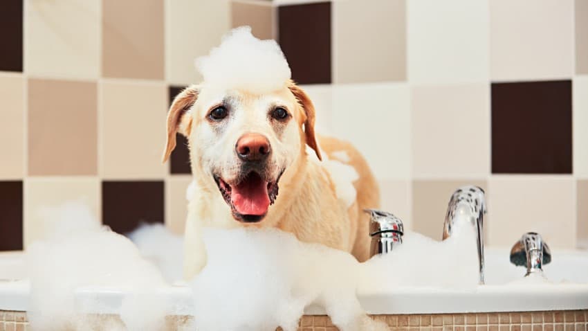 Köpek Şampuanı Nasıl Seçilir?