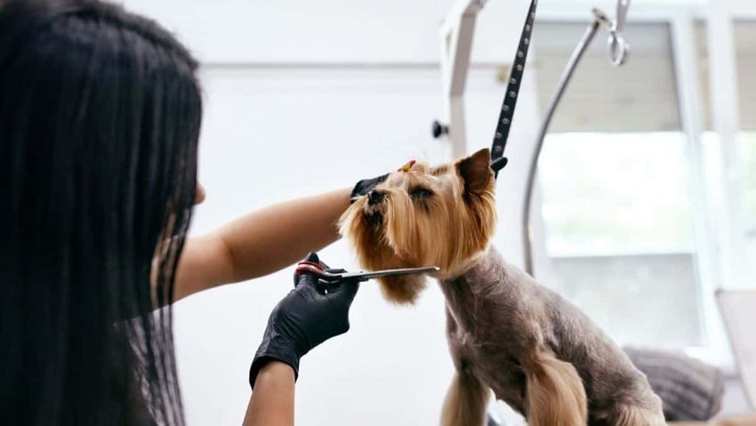 Köpek hakkında