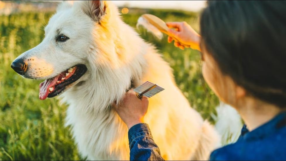 kopek-tuy-dokulmesine-karsi-fircalama-bakimi