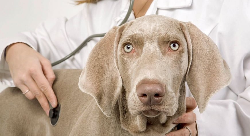 Köpek hakkında