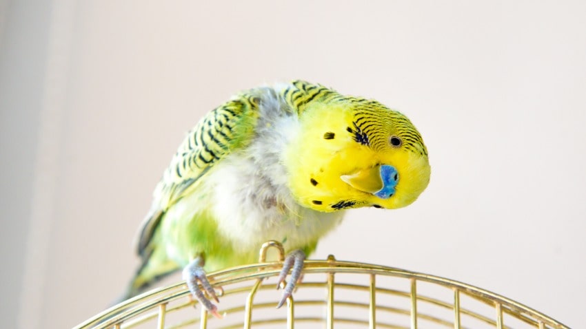 Muhabbet Kuşu Hastalıkları | PetBurada