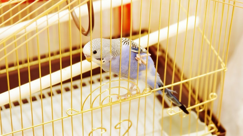 Muhabbet Kuşu Kafesinde Neler Olmalıdır? | Petburada.com