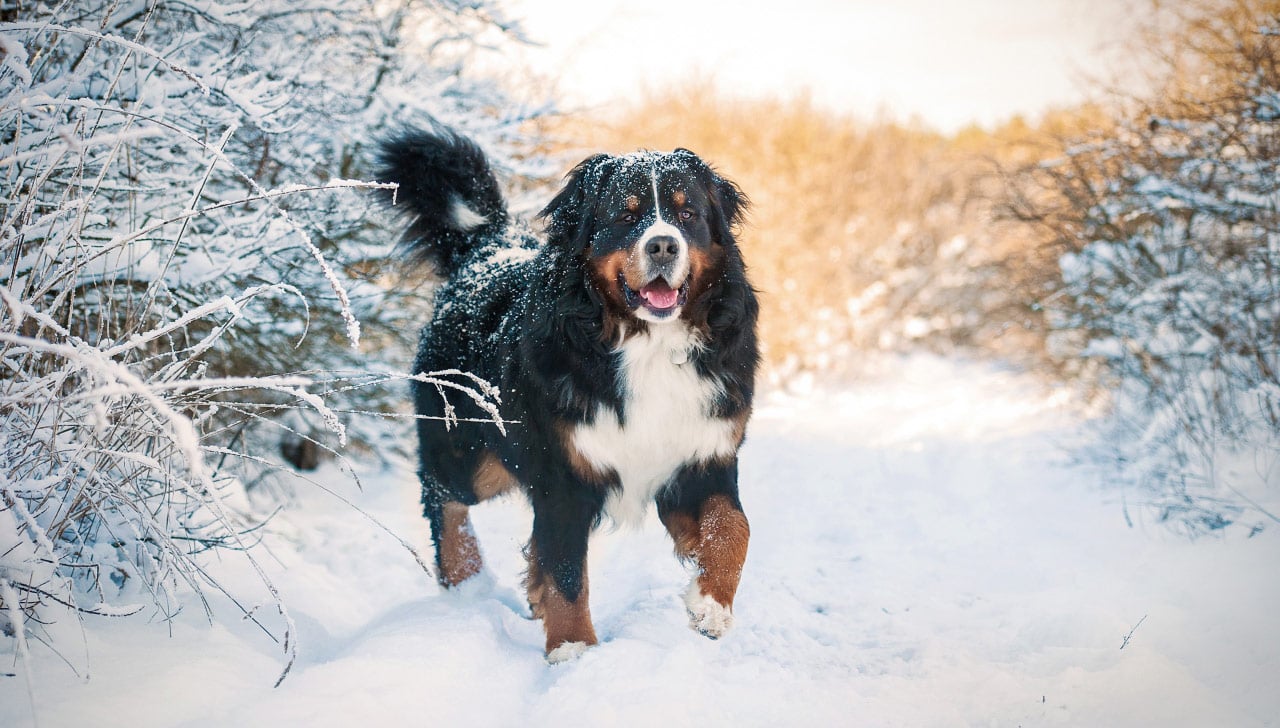 Köpek hakkında