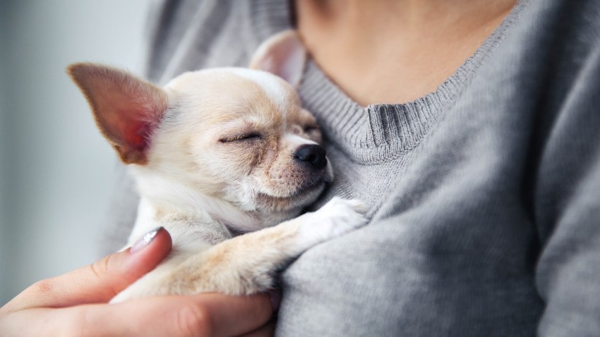 Mini Köpek Irkları Hakkında Bilgiler | PetBurada.com
