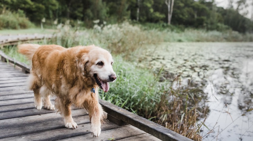 Yaşlı Köpeklerde Sık Görülen Rahatsızlıklar.