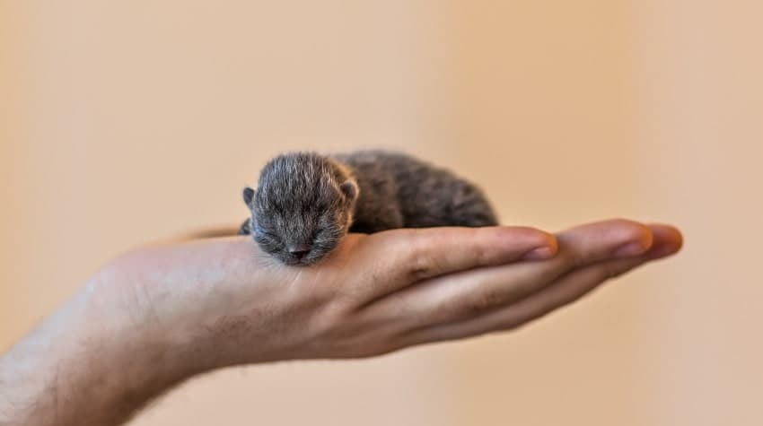 Yeni Doğmuş Yavru Kedi Bakımı Nasıl Olur? | PetBurada.com