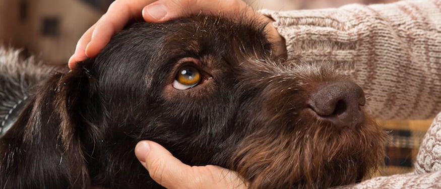 Köpekler İnsanlardaki Hastalıkları Hissedebilir mi?