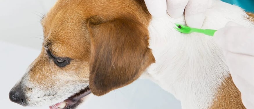 Köpeklerde Anaplazmoz
