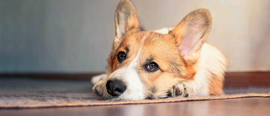 Köpeklerde Leishmaniasis