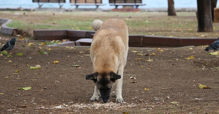 Köpekler Niçin Dışkı Yerler? | PetBurada.com