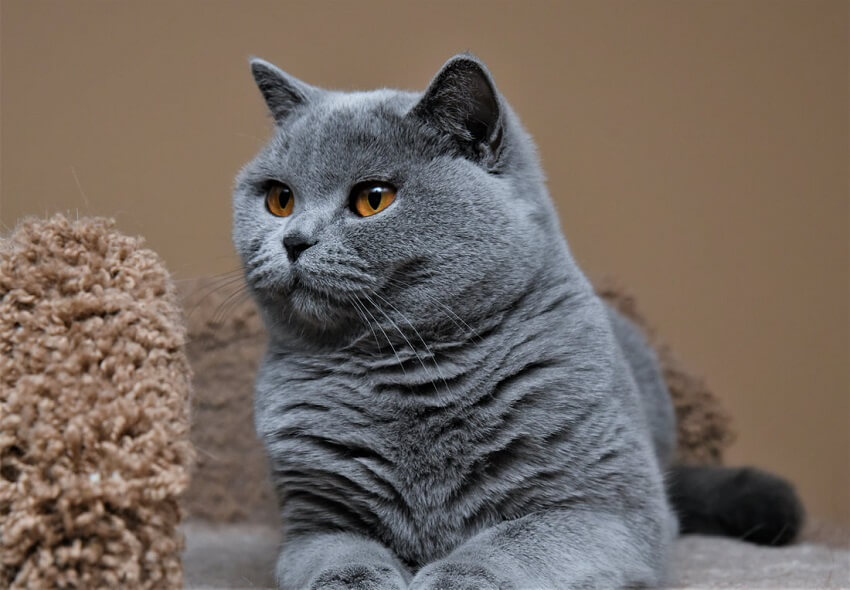 British Shorthair Kedi Irkı ve Genel Özellikleri | PetBurada.com