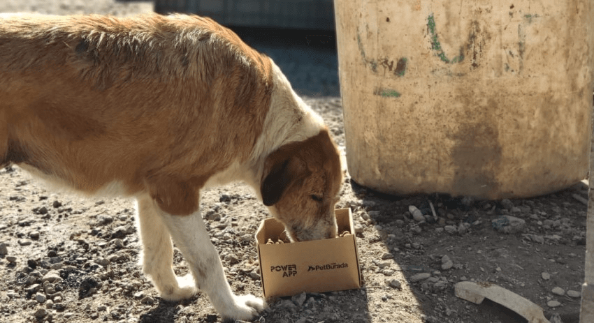 köpek maması bağışı