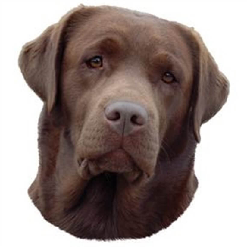 Trixie Labrador Yapışkanlı Sticker 19,5 cm