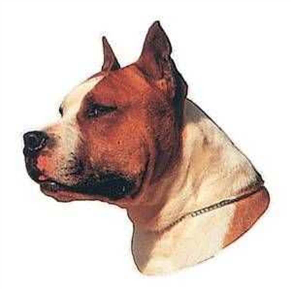 Trixie ST-Am. Stafford Terrier Kahve/Beyaz Çıkartması 1 adet