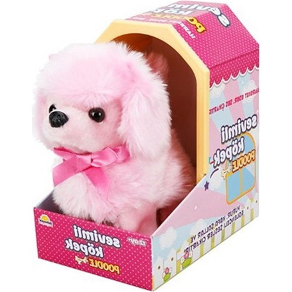 Sevimli Köpek Poodle