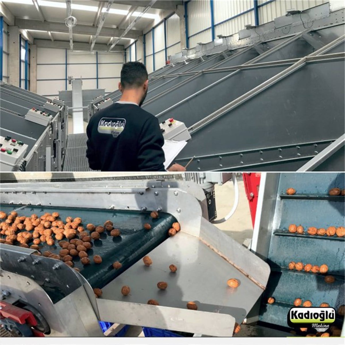 Walnut Peeling, Drying, Calibrating, Storage Facility Setup