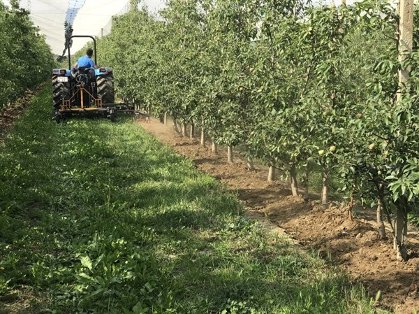 star type weeder