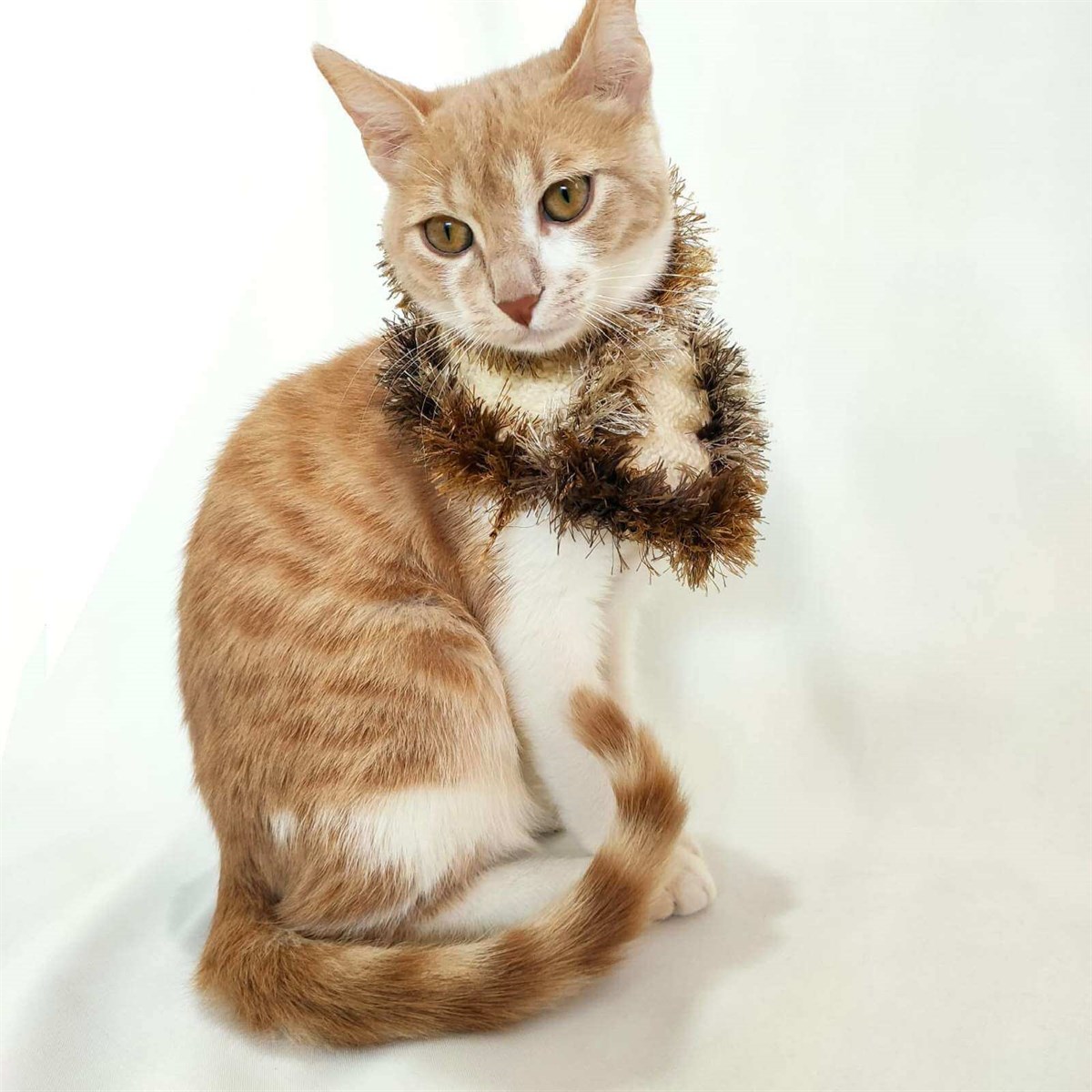 El Örgüsü Kedi Boyunluk Aksesuarı