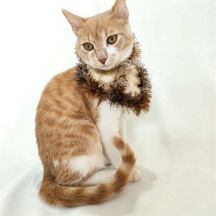 El Örgüsü Kedi Boyunluk Aksesuarı