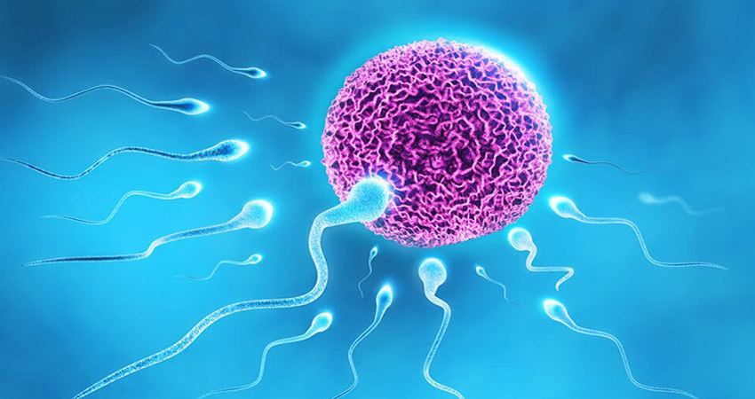 semen, sperm, fetüs, sperm fetüsü etkiler mi, semen fetüsü etkiler mi, sperm bebeği etkiler mi