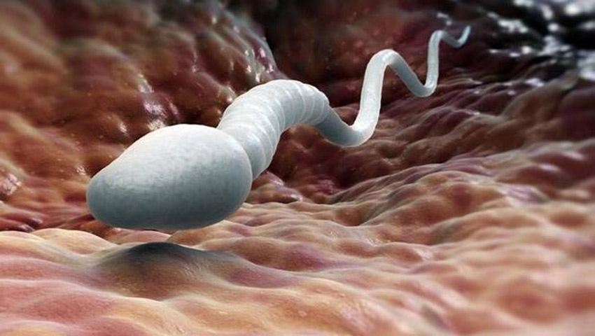 Sperm Sayısı ve Kalitesi Üzerinde Hangi Vitamin ve Minereller Etkilidir