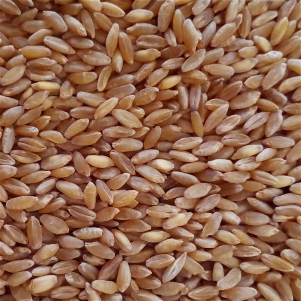 Sarı Buğday Tanesi