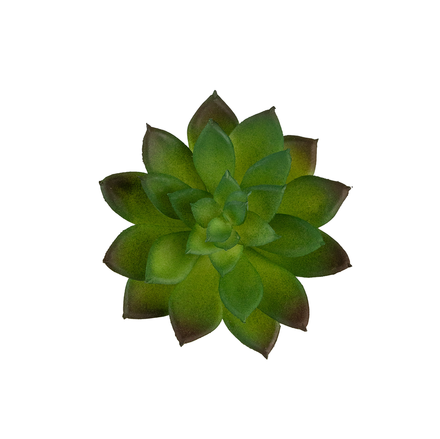 Yapay Mini Echeveria Sukulent  Yeşil 8 cm