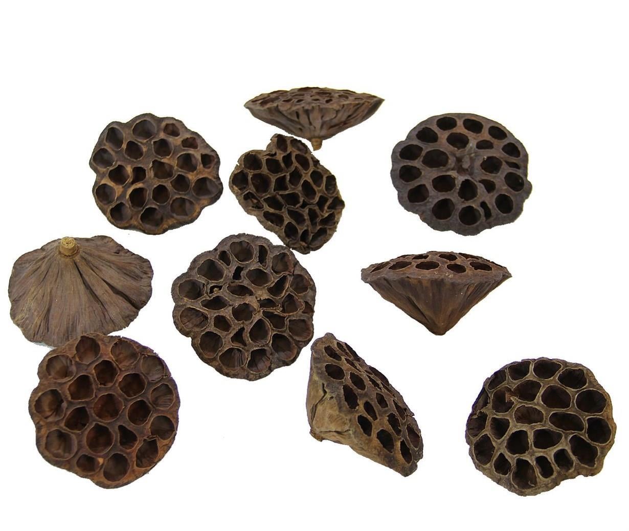 Kurutulmuş Lotus Natürel 20li