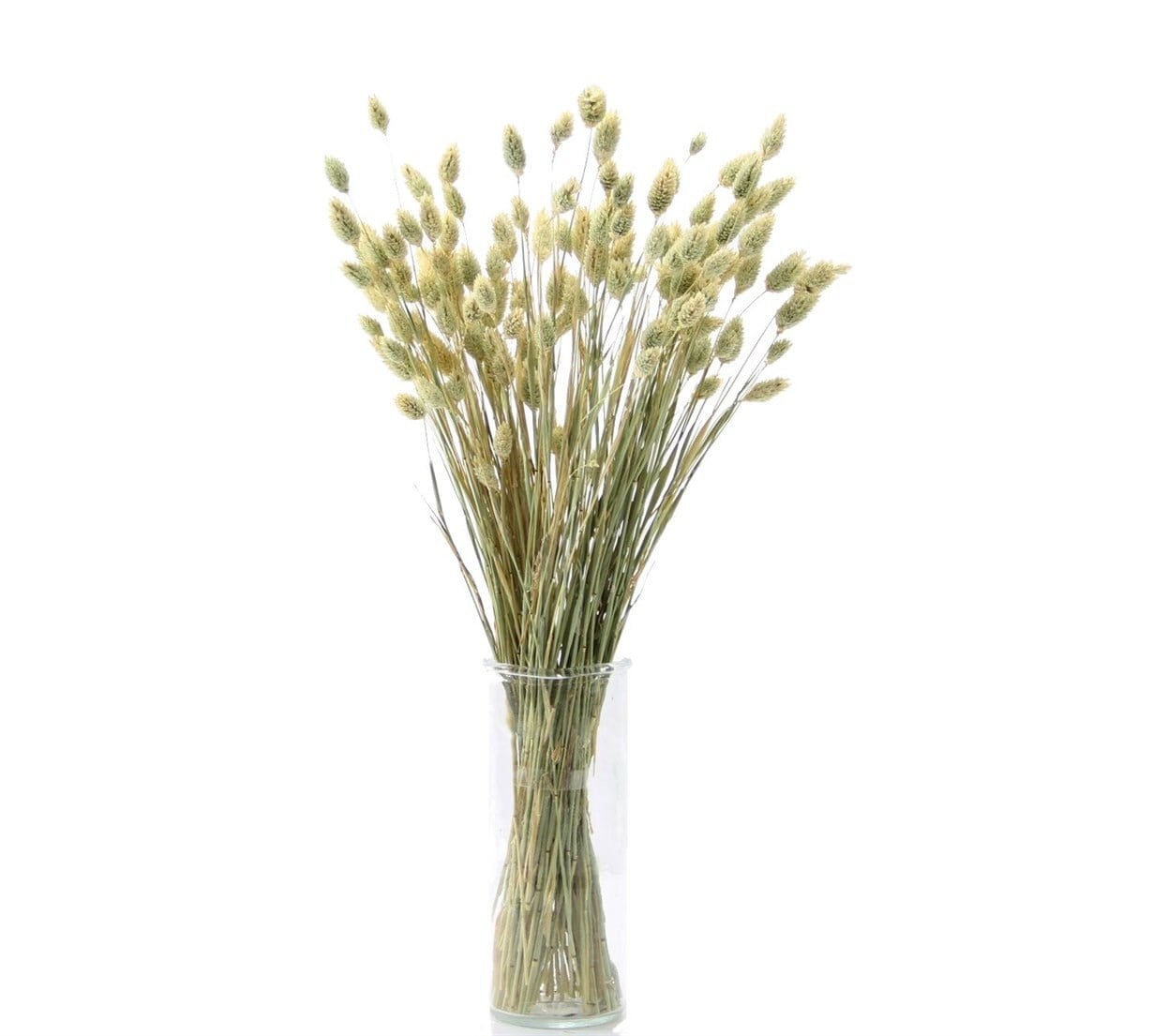 Kurutulmuş Phalaris (Kuş Ot) Demet Natürel