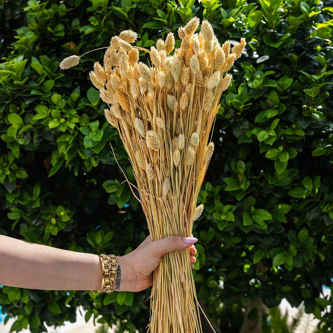 Kurutulmuş Phalaris (Kuş Ot) Demet Natürel
