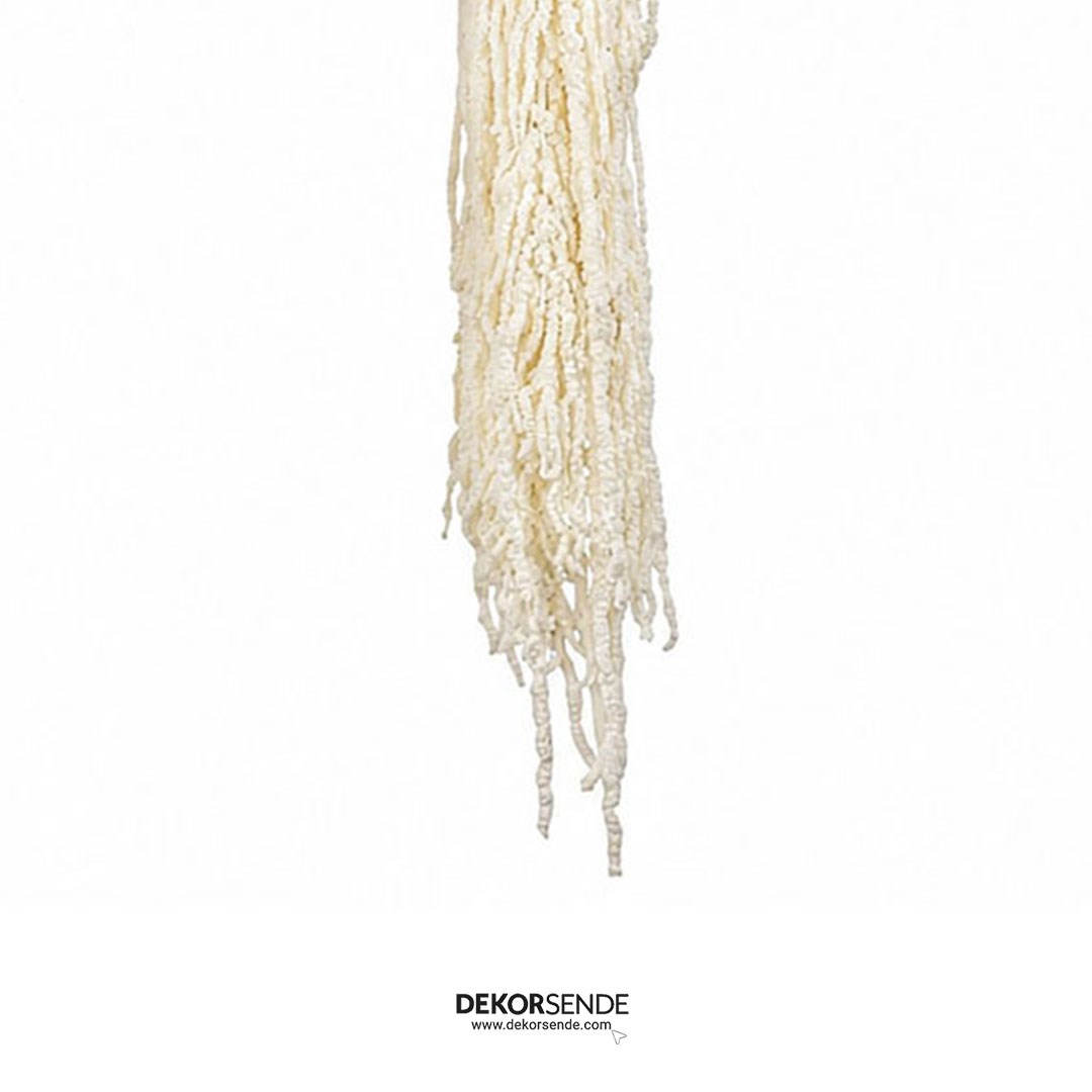 Şoklanmış Amarantus (Amaranthus) Demet 100 cm