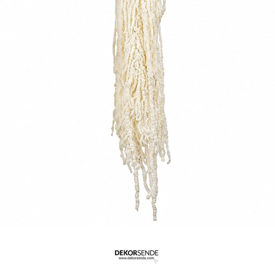 Şoklanmış Amarantus (Amaranthus) Demet 100 cm