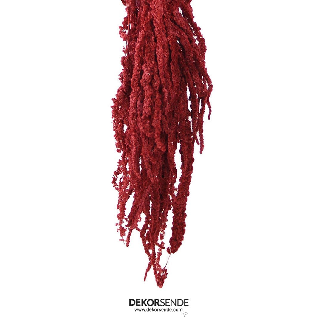 Şoklanmış Amarantus (Amaranthus) Demet Bordo 100 cm