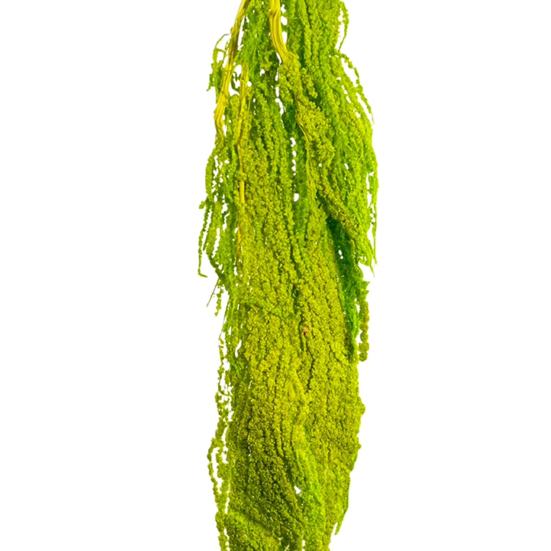 Şoklanmış Amarantus (Amaranthus) Yeşil 60 cm