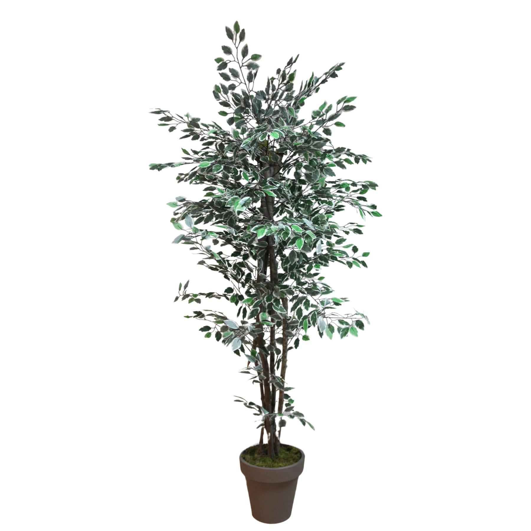 Yapay Alacalı Benjamin Ağaç 170 cm
