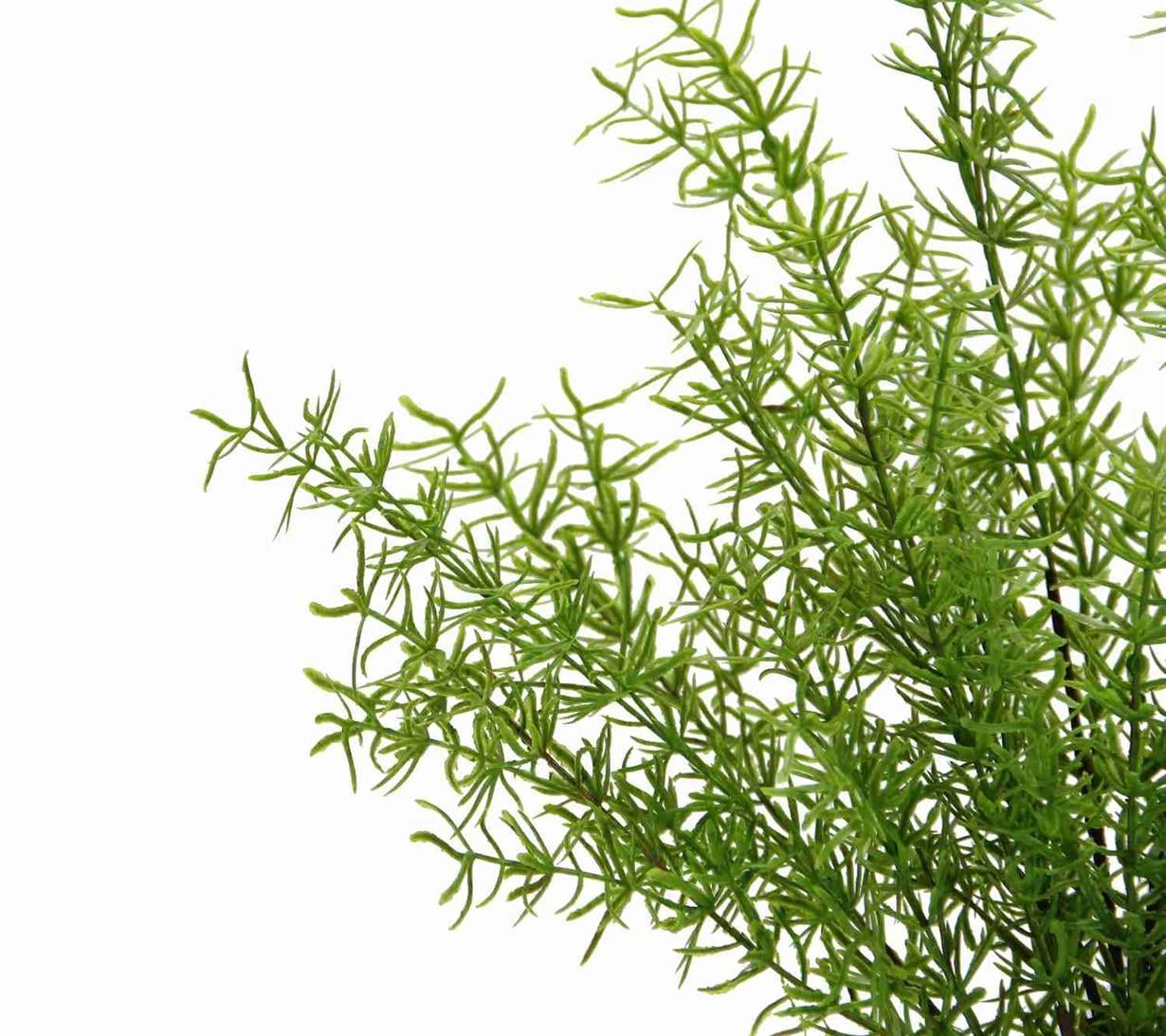 Yapay Asparagus Demet 40 cm
